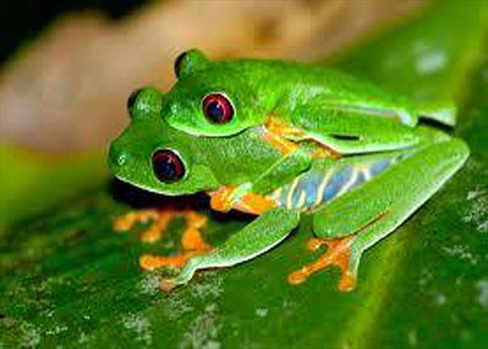 Red Eye Tree Frogs