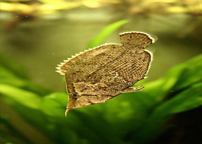 South American Leaf Fish