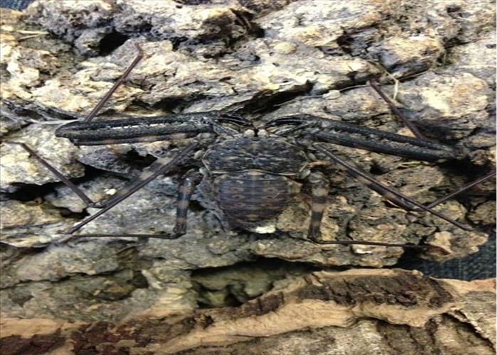 Whiptail Scorpion (Cave Spider)
